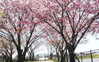 やまが桜園